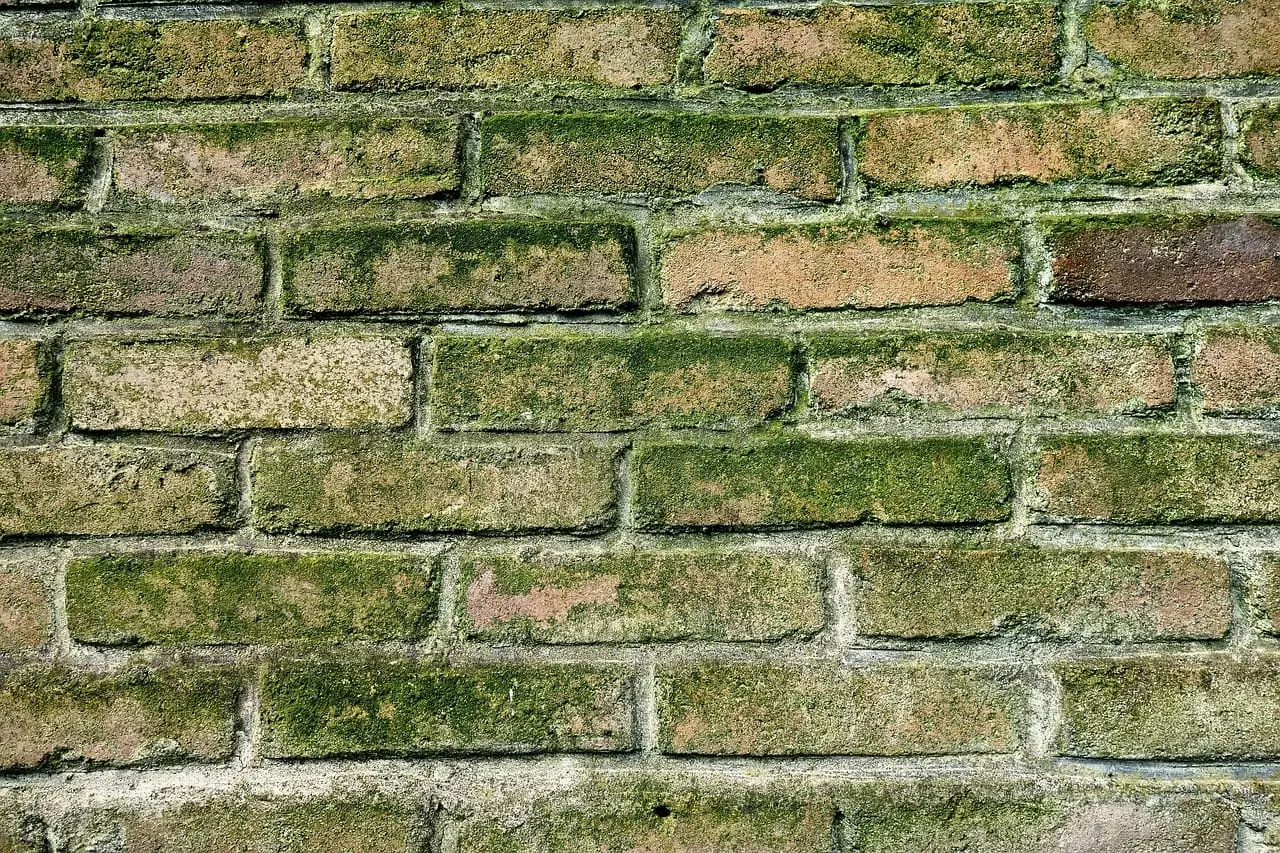 Green mould spreading across a damp brick wall.