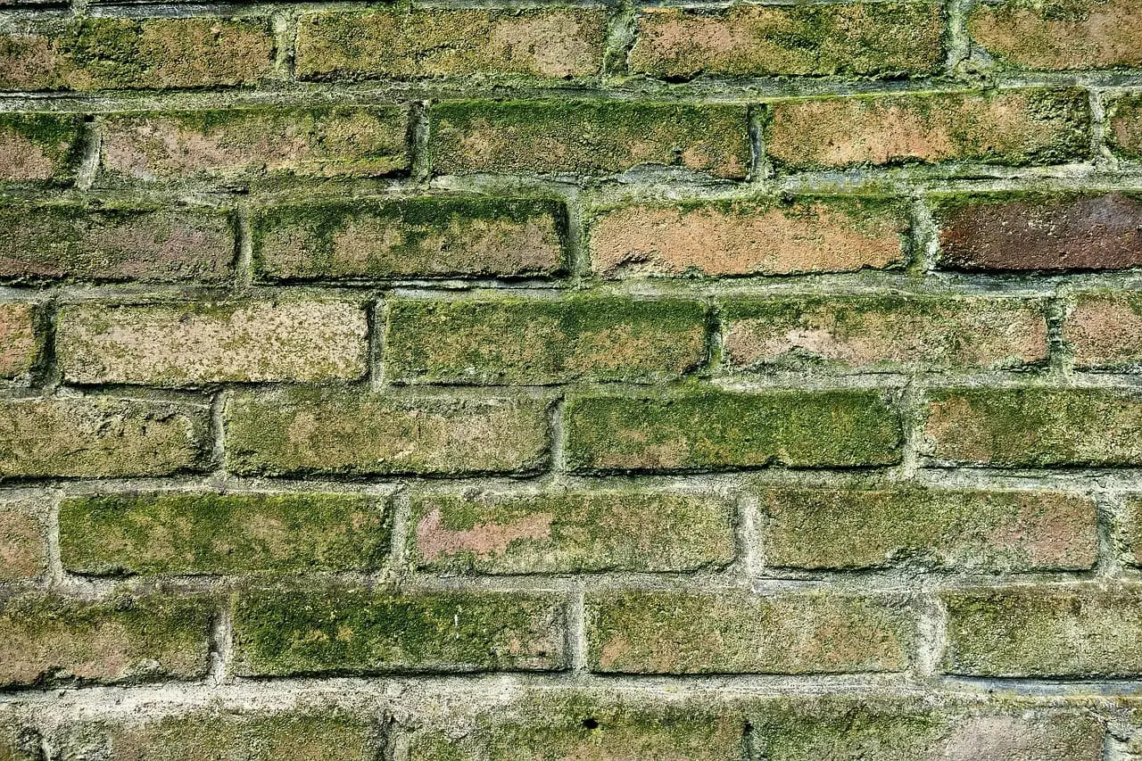 Green mould spreading across a damp brick wall.